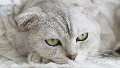 开云APP-冬奥会短道速滑满额出征 中国队面临重重挑战